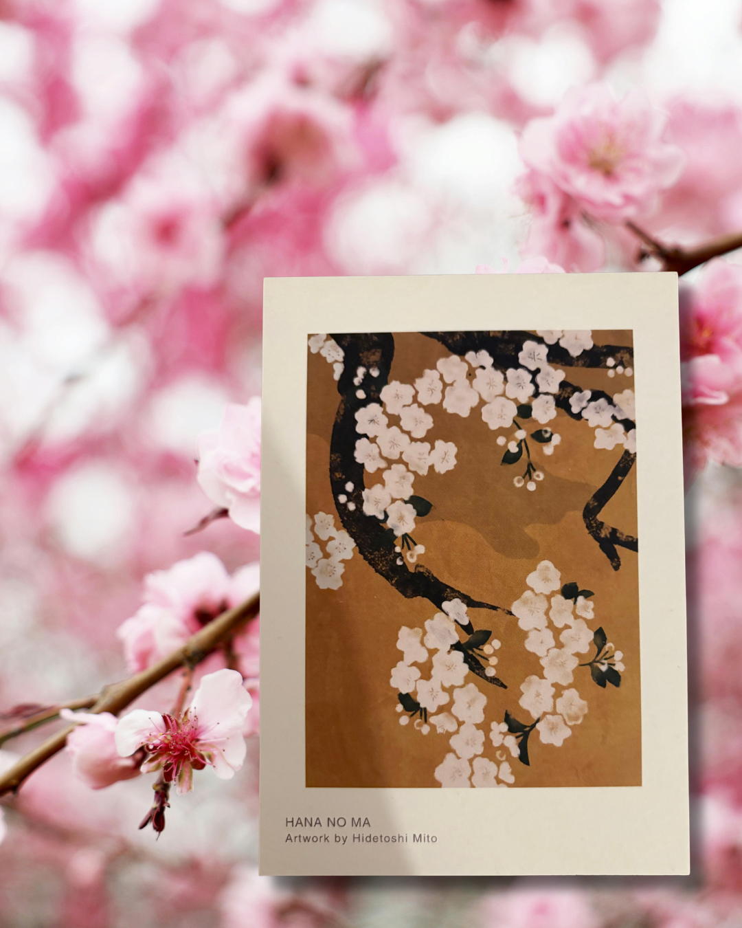 –Set de Cartes Postales – Les Quatre Saisons