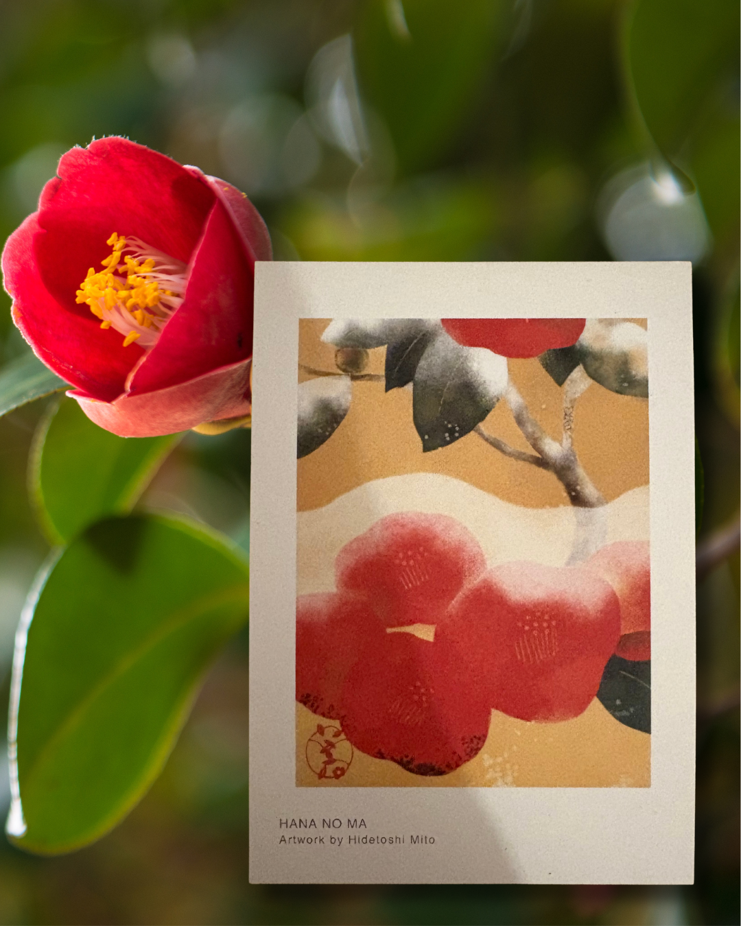 –Set de Cartes Postales – Les Quatre Saisons