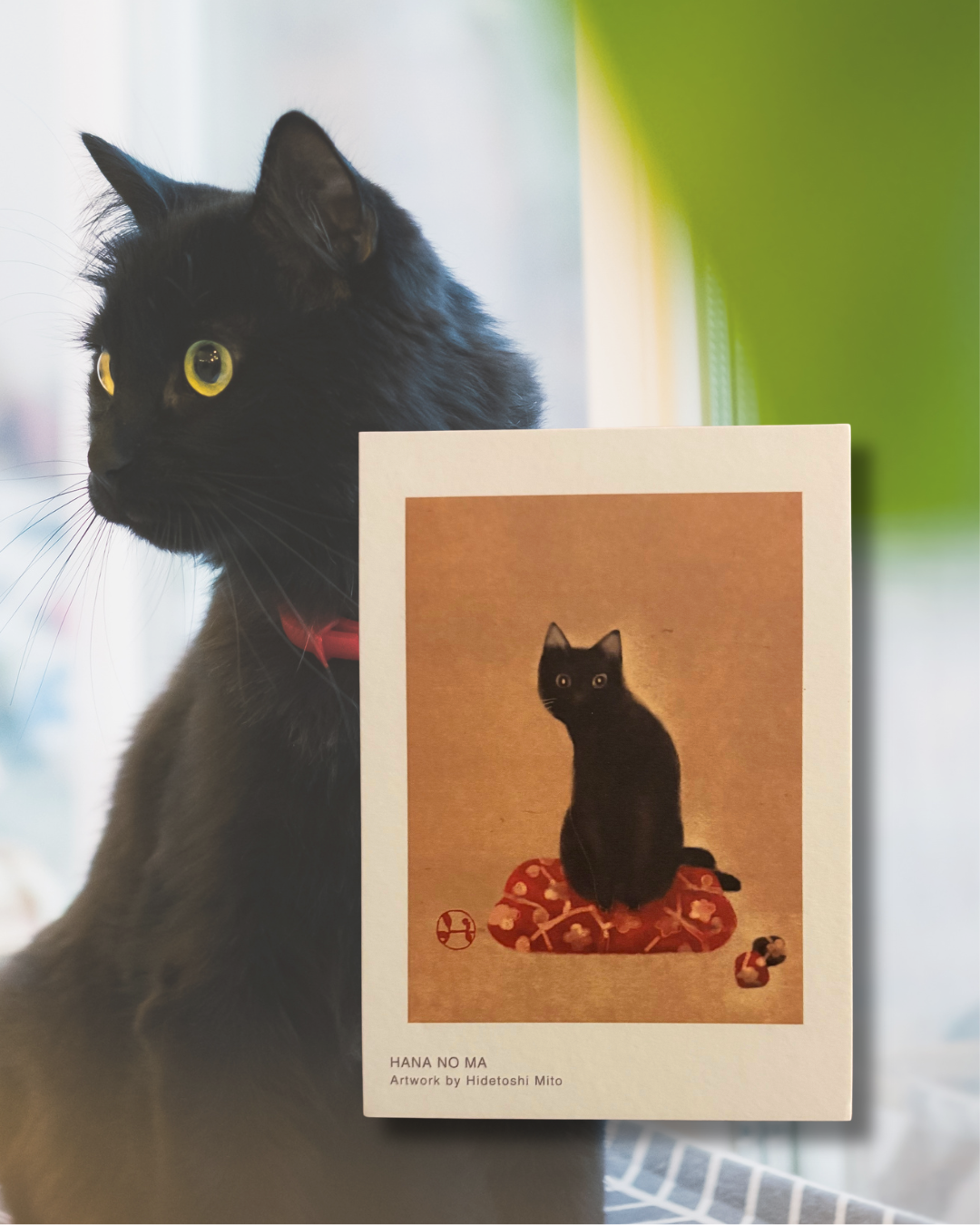 - Postcard Set - The Animals