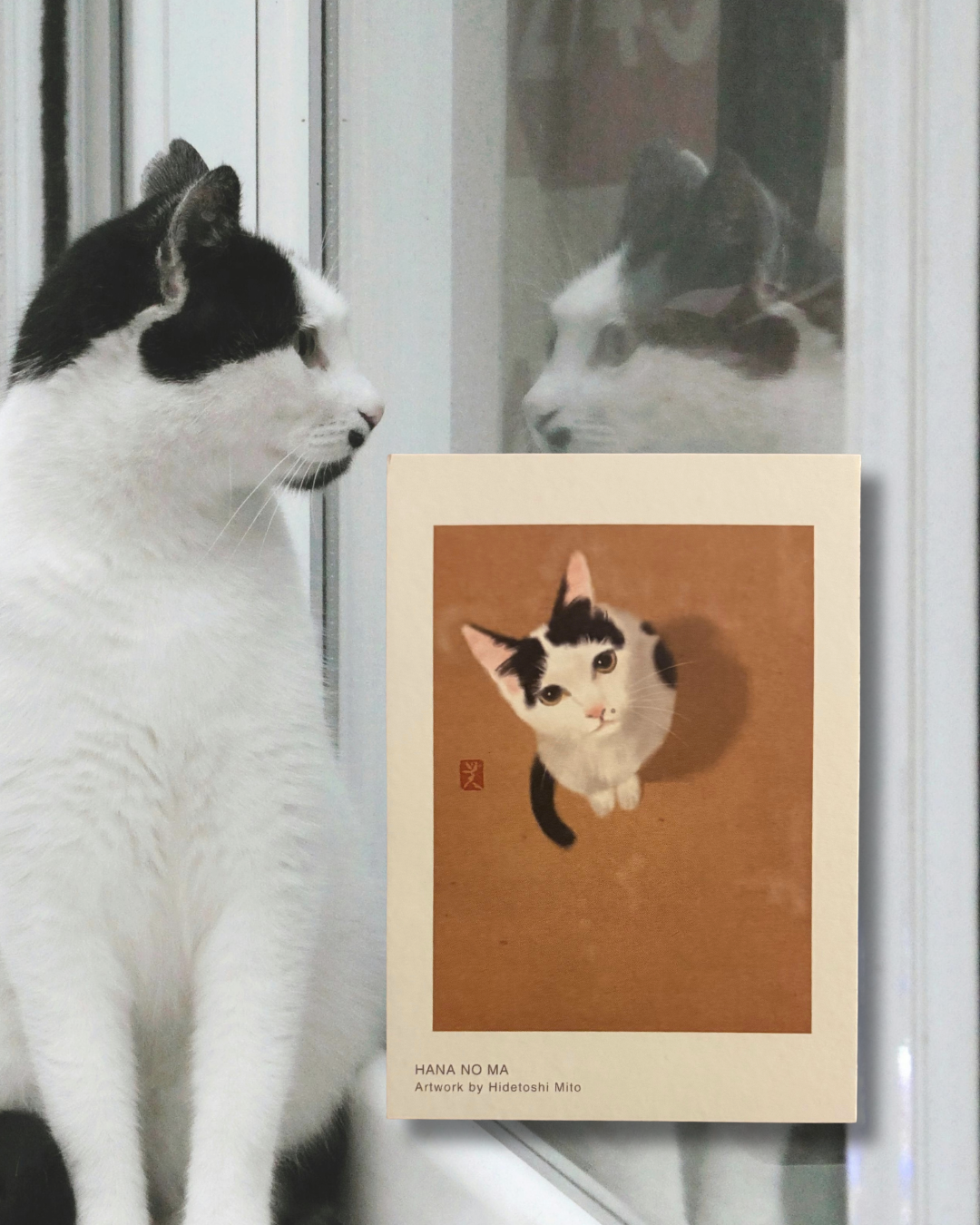 - Postcard Set - The Animals