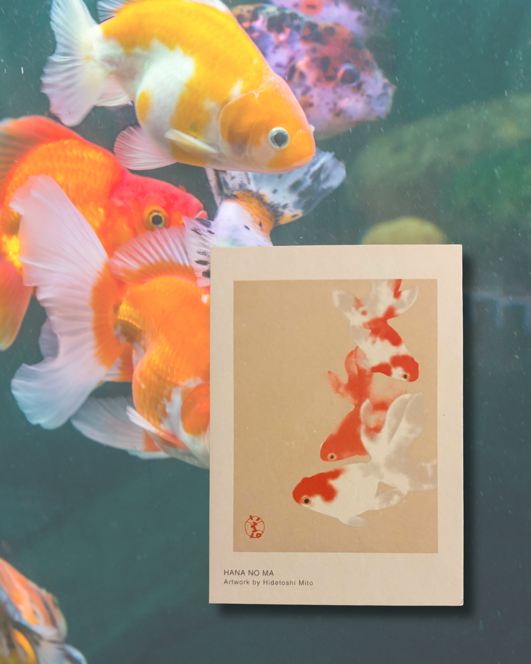 - Postcard Set - The Animals