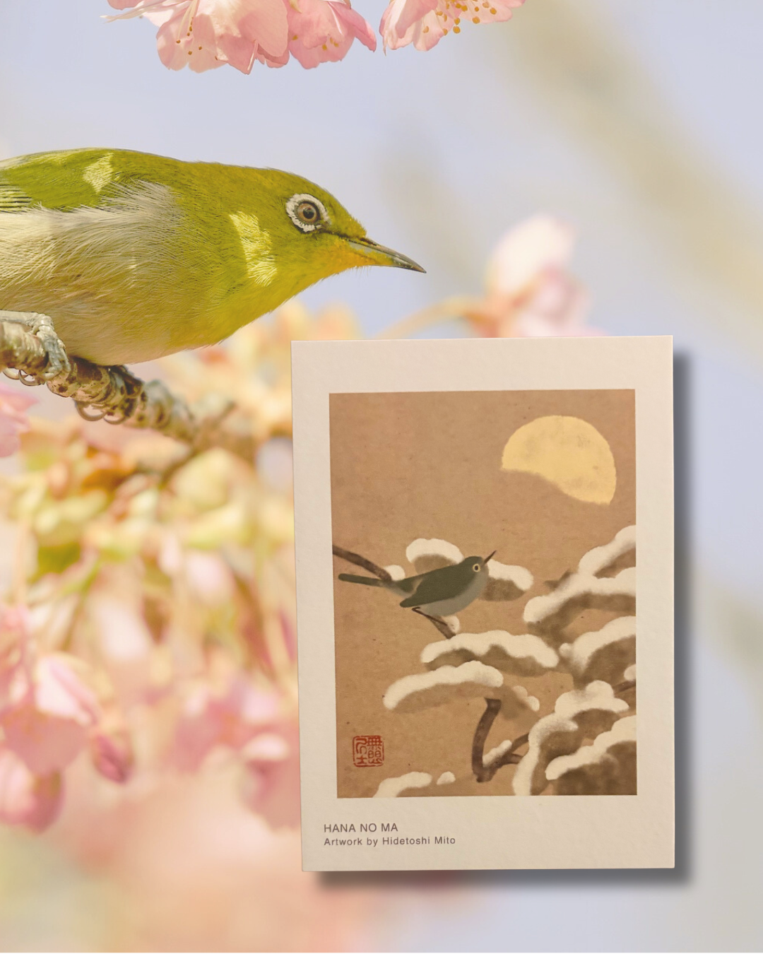 - Postcard Set - The Animals